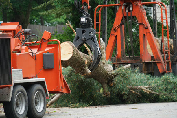 Best Root Management and Removal  in Buchanan, VA